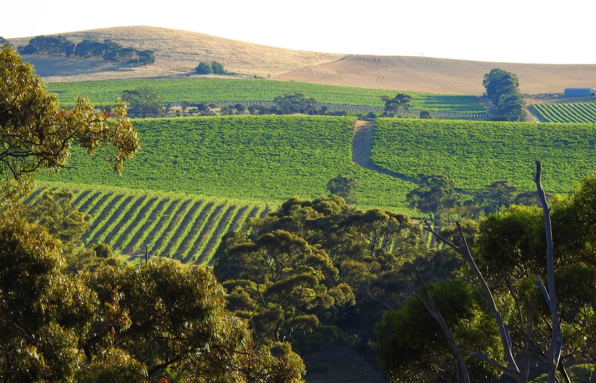 Rolling fields and old gum trees at Battunga