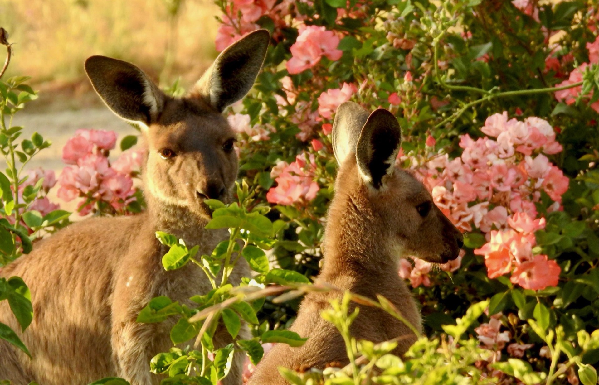 Kangaroos grazing in the hills at Battunga